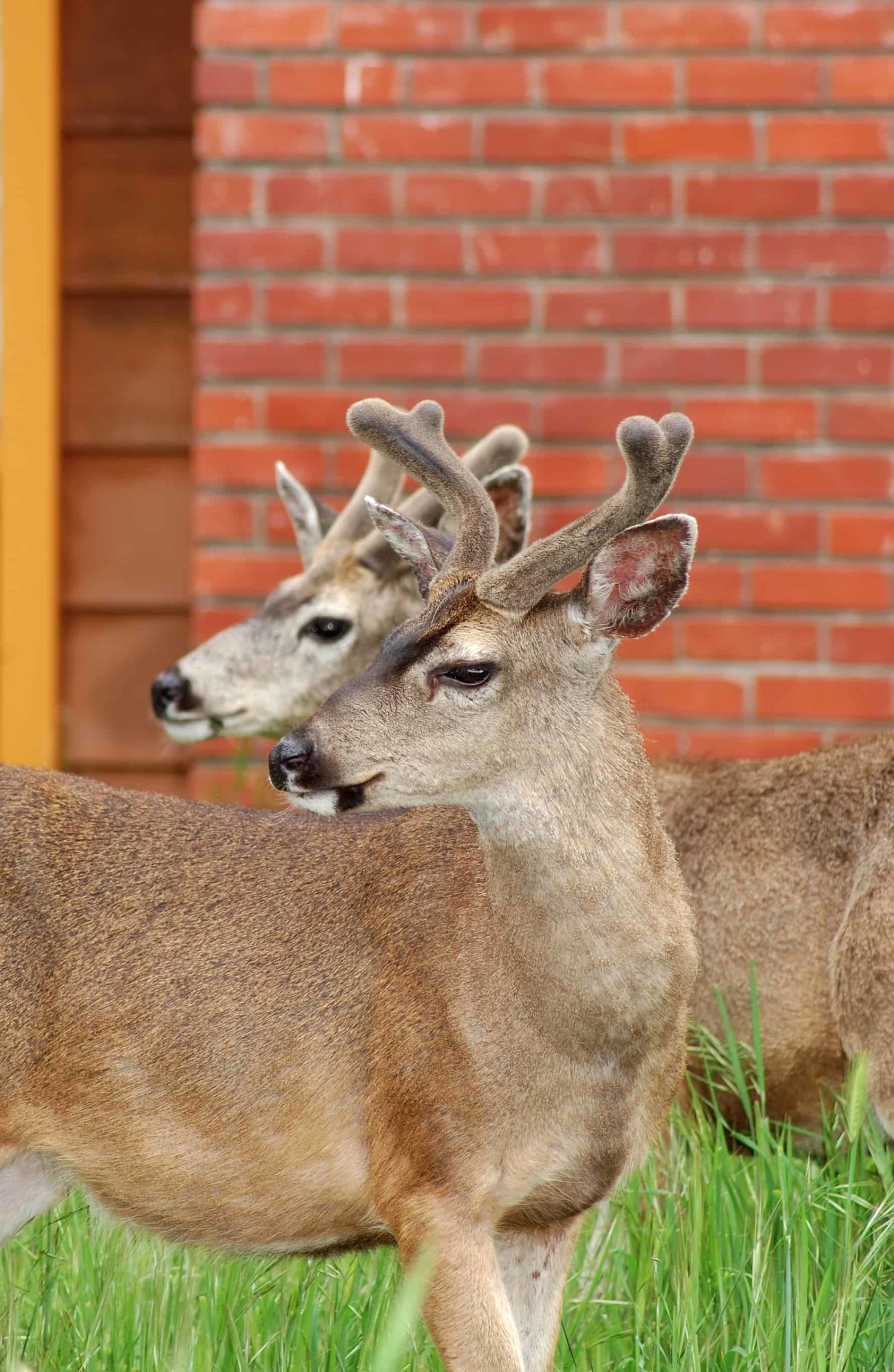 Wildlife In The City