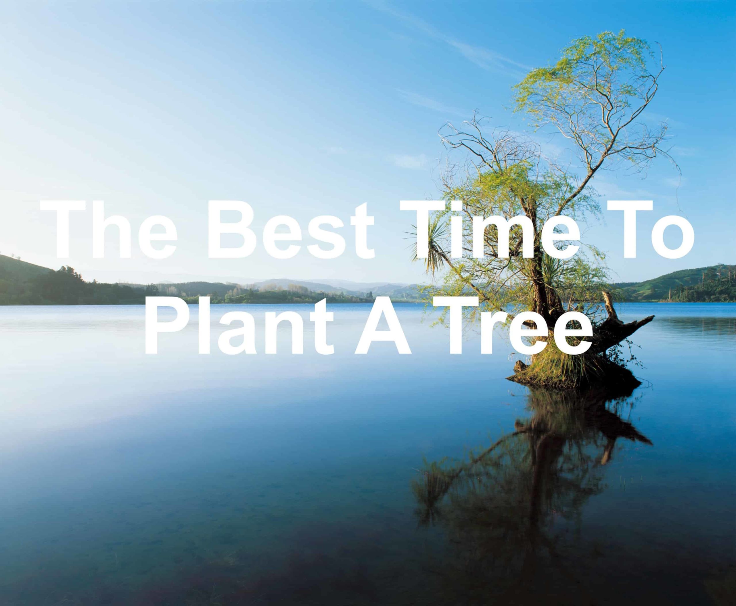 The Best Time To Plant A Tree