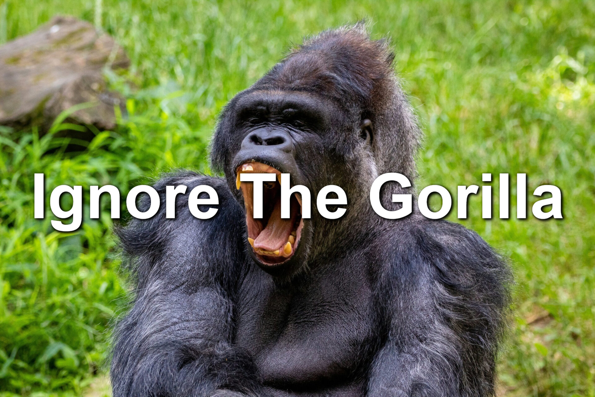 A gorilla screaming